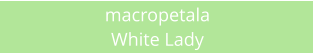 macropetala White Lady