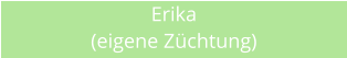 Erika (eigene Zchtung)