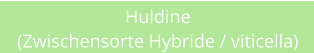 Huldine (Zwischensorte Hybride / viticella)