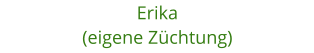 Erika (eigene Zchtung)