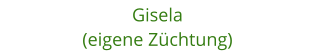 Gisela (eigene Zchtung)