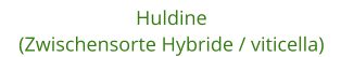 Huldine (Zwischensorte Hybride / viticella)