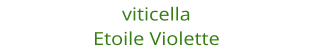 viticella Etoile Violette