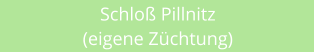 Schlo Pillnitz (eigene Zchtung)