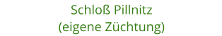 Schlo Pillnitz (eigene Zchtung)