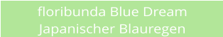 floribunda Blue Dream Japanischer Blauregen