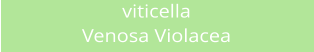 viticella Venosa Violacea