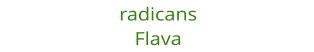 radicans Flava