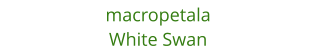 macropetala White Swan