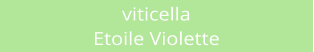 viticella Etoile Violette
