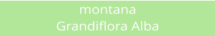 montana Grandiflora Alba