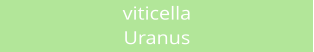 viticella Uranus