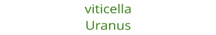 viticella Uranus