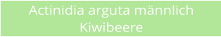 Actinidia arguta mnnlich Kiwibeere