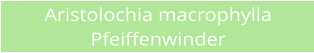 Aristolochia macrophylla Pfeiffenwinder
