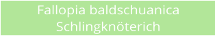 Fallopia baldschuanica Schlingknterich