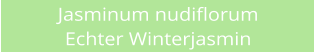 Jasminum nudiflorum Echter Winterjasmin