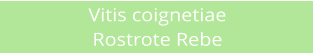 Vitis coignetiae Rostrote Rebe