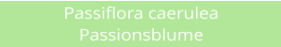 Passiflora caerulea Passionsblume
