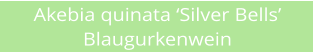 Akebia quinata Silver Bells   Blaugurkenwein