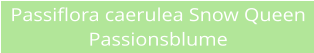 Passiflora caerulea Snow Queen Passionsblume