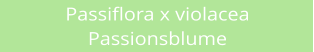 Passiflora x violacea Passionsblume