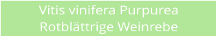 Vitis vinifera Purpurea Rotblttrige Weinrebe