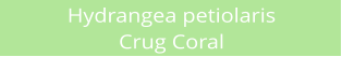 Hydrangea petiolaris  Crug Coral