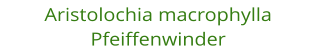 Aristolochia macrophylla Pfeiffenwinder