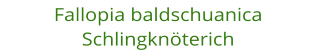 Fallopia baldschuanica Schlingknterich