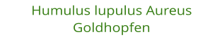 Humulus lupulus Aureus Goldhopfen