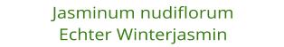 Jasminum nudiflorum Echter Winterjasmin