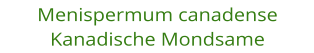 Menispermum canadense Kanadische Mondsame