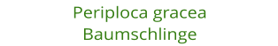 Periploca gracea Baumschlinge