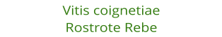 Vitis coignetiae Rostrote Rebe