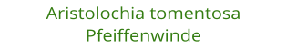 Aristolochia tomentosa Pfeiffenwinde