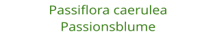 Passiflora caerulea Passionsblume