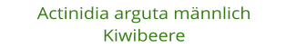 Actinidia arguta mnnlich Kiwibeere