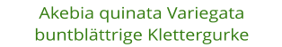 Akebia quinata Variegata buntblttrige Klettergurke