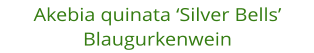 Akebia quinata Silver Bells   Blaugurkenwein