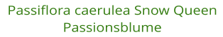 Passiflora caerulea Snow Queen Passionsblume