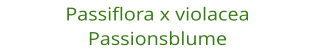 Passiflora x violacea Passionsblume