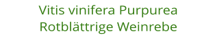 Vitis vinifera Purpurea Rotblttrige Weinrebe