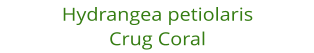 Hydrangea petiolaris  Crug Coral