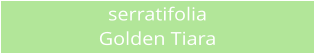 serratifolia Golden Tiara