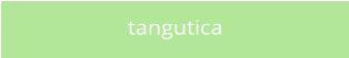 tangutica