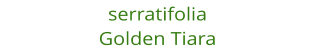 serratifolia Golden Tiara