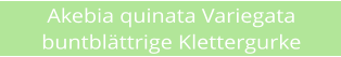 Akebia quinata Variegata buntbl�ttrige Klettergurke