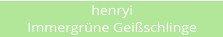 henryi Immergr�ne Gei�schlinge